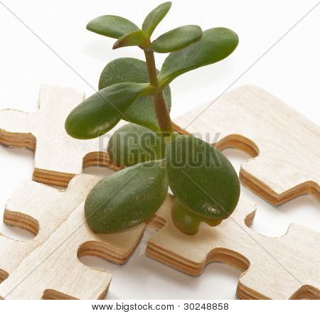 pianta cresce fuori dal puzzle in legno
