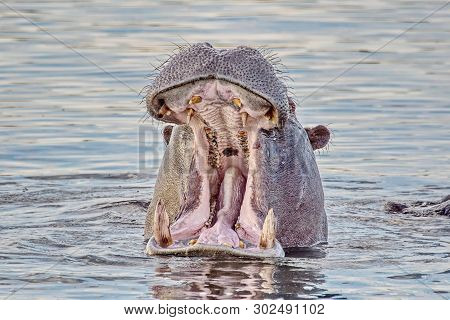 Portrait Of A Hippopotamus Floating On The Water. Hippopotamus (hippopotamus Amphibius), From The An