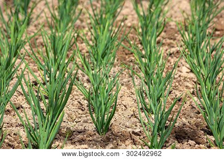 Young Green Shallots Growing In The Garden. Side View. Rows Of Green Shallots Grow On A Bed In The G