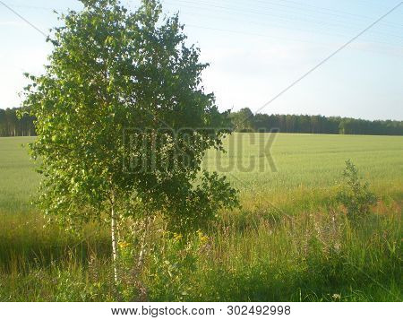 Trees And Meadow On A Sunny Day. Birch Forest. Green Summer Background.