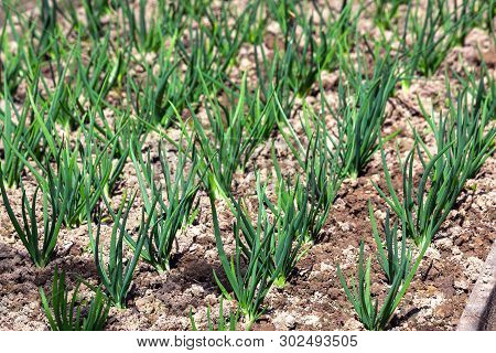 Young Green Shallots Growing In The Garden. Side View. Rows Of Green Shallots Grow On A Bed In The G