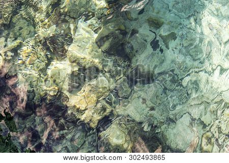 Shoal Of Small Fish In Clear Waters - Looking Down On Large Group Of Small Fish Swimming With Ripple