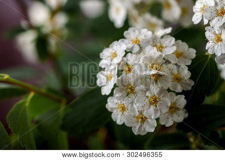 Beautiful White Flowering Shrub Spirea Aguta. Brides Wreath