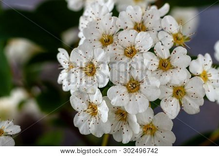 Beautiful White Flowering Shrub Spirea Aguta. Brides Wreath