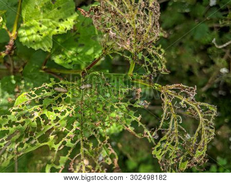 Viburnum Leaf Beetle, Pyrrhalta Viburni, Larva And The Damage They Do To Viburnum Opulus Leaves By F