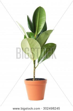 Beautiful Rubber Plant In Pot On White Background. Home Decor