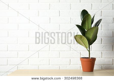 Rubber Plant In Pot On Table Near Brick Wall, Space For Text. Home Decor