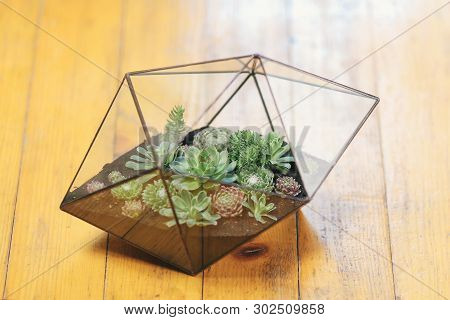 Florarium Glass Vase With Succulent Plant. Miniature Cactus Succulent Plant In A Glass Florarium Vas