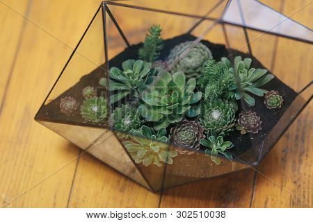 Florarium Glass Vase With Succulent Plant. Miniature Cactus Succulent Plant In A Glass Florarium Vas