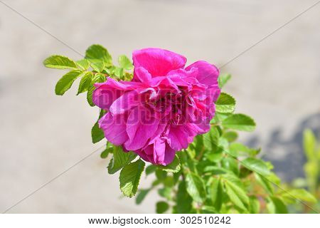 Rugosa Rose - Latin Name - Rosa Rugosa