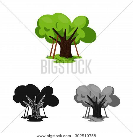 Isolated Object Of Oak And Tree Logo. Set Of Oak And Forest Stock Symbol For Web.