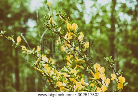 Yellow Flower Of Hairy Greenweed. Genista Pilosa. Genista Pilosa, Commonly Known As Hairy Greenweed,
