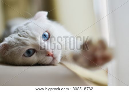 Cute white cat with blue eyes in natural light