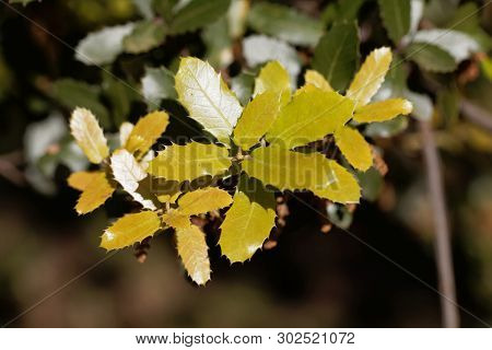 Fresh Leaves Of A Kermes Oak, Querqus Coccifera