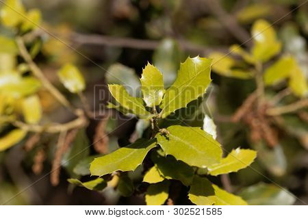 Fresh Leaves Of A Kermes Oak, Querqus Coccifera