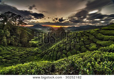 Cameron Highlands herbaty plantacji wschód