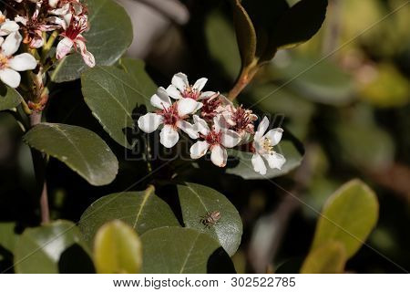 Flowers Of An Indian Hawthorn, Rhaphiolepis Indica, Bush