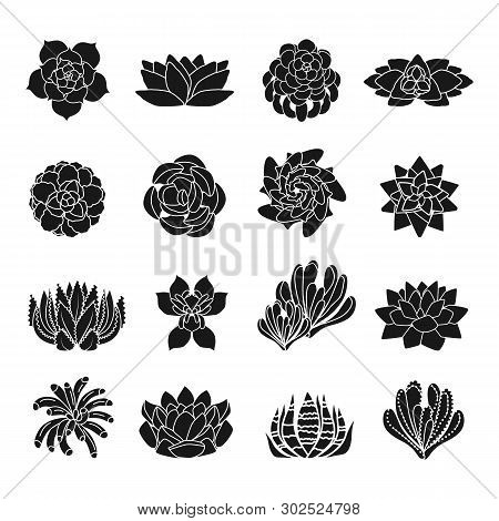 Succulent Icons Set. Simple Set Of Succulent Vector Icons For Web Design On White Background