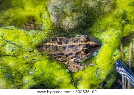 Frog In Swamp Of Turbid Water, Full Of Green Algae