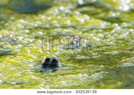 Frog In Swamp Of Turbid Water, Full Of Green Algae
