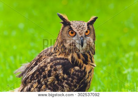 Adult Burrowing Owl Athene Cunicularia Perched Outside Its Burrow.