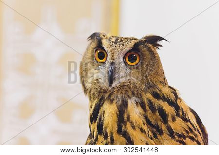 Adult Burrowing Owl Athene Cunicularia Perched Home.
