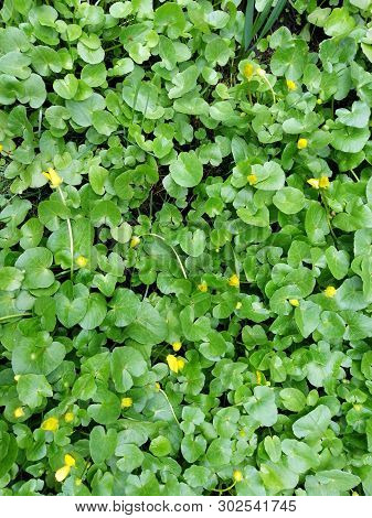 Small Creeping Flowers Oxalidaceae, Flower Carpet, Flower Meadow