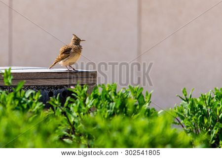 Crested Lark Or Galerida Cristata Bird. Nature Concept