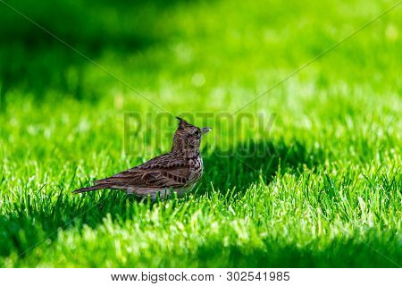 Crested Lark Or Galerida Cristata Bird. Nature Concept