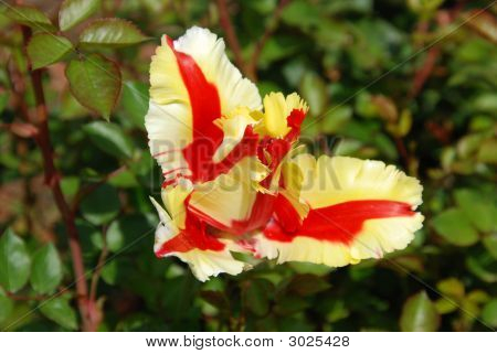 Tulp