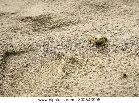 A Small Frog On A Sandy River Bank