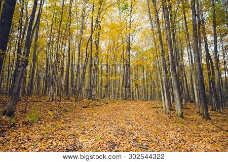 A Forest Path Through Golden Autumn Foliage