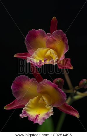 Orquídea