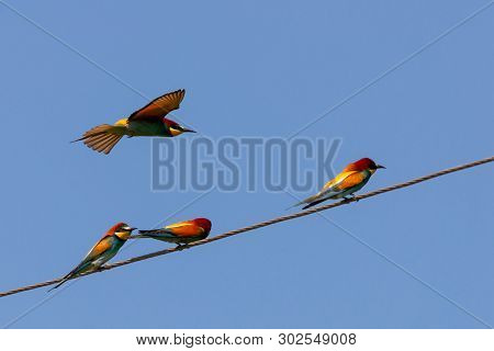 Bee-eater, European Bee-eater Bird On Power Line Wire.
