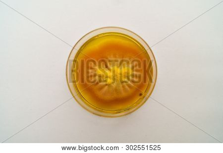 Mold Grown On A Sabouraud Agar Medium In A Petri Dish.