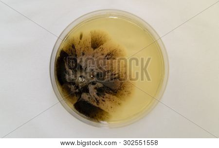 Mold Grown On A Sabouraud Agar Medium In A Petri Dish.