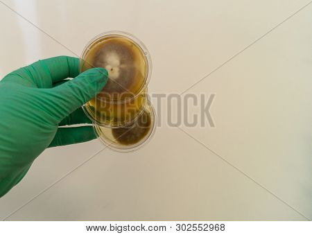 Mold Grown On A Sabouraud Agar Medium In A Petri Dish.