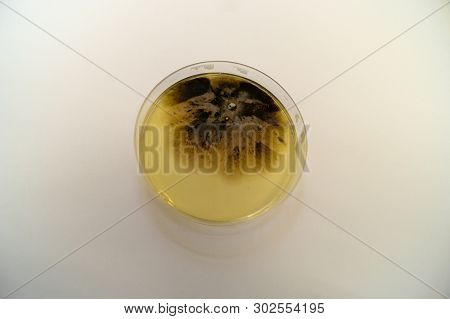 Mold Grown On A Sabouraud Agar Medium In A Petri Dish.
