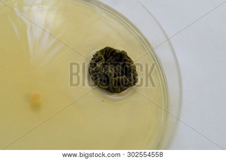 Mold Grown On A Sabouraud Agar Medium In A Petri Dish.