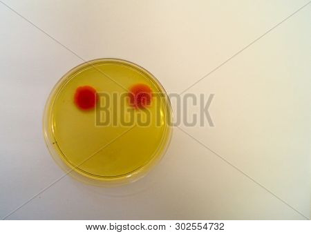 Mold Grown On A Sabouraud Agar Medium In A Petri Dish.