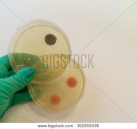Mold Grown On A Sabouraud Agar Medium In A Petri Dish.
