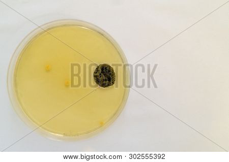 Mold Grown On A Sabouraud Agar Medium In A Petri Dish.