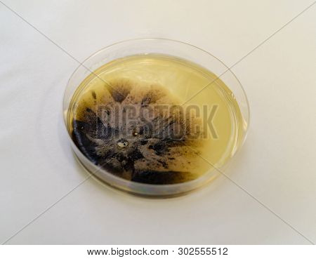 Mold Grown On A Sabouraud Agar Medium In A Petri Dish.