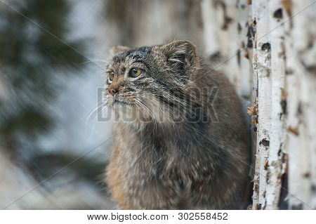 Pallas Cat (otocolobus Manul). Manul Is Living In The Grasslands And Montane Steppes Of Central Asia