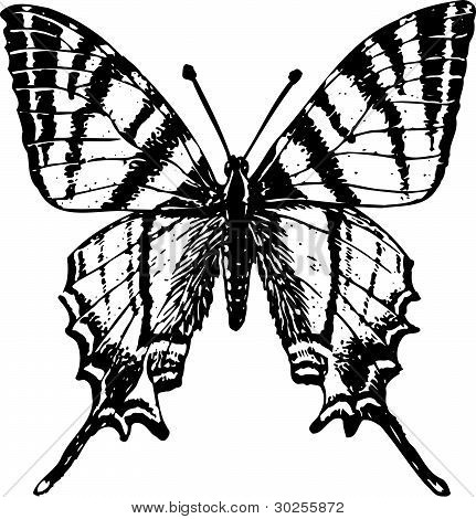 Motýl iphiclides podalirius