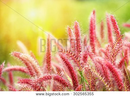 Mission Grass Flower Or Pennisetum Pedicellatum Grass Meadow Sunset In The Garden , Gramineae Poacea