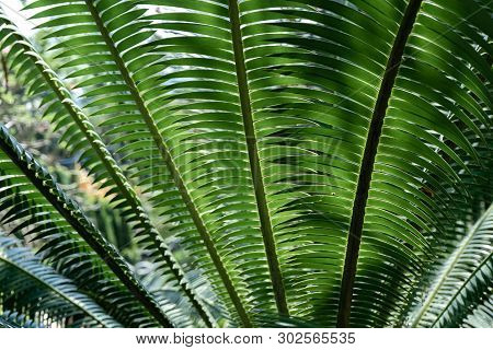 Green Betel Palm Leaf Pattern, Natural Texture Background Concept, Copy Space