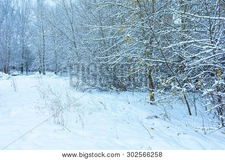 Winter's Tale, Lovely Winter Scenery, Winter Park in Snow, Whitened Spruce Branch with a Snowy Forest in the Background, Snow-Covered Trees in the City Park, Snowing, Winter Park Background