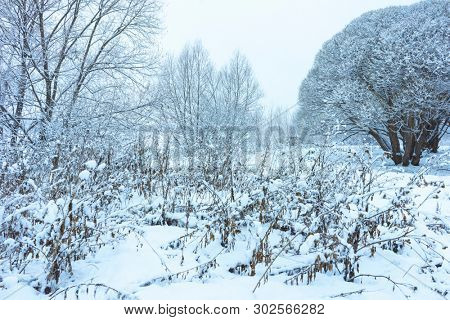 Winter's Tale, Lovely Winter Scenery, Winter Park in Snow, Whitened Spruce Branch with a Snowy Forest in the Background, Snow-Covered Trees in the City Park, Snowing, Winter Park Background