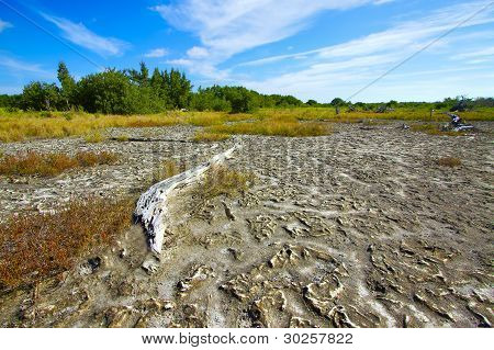 Praderas costeras Everglades